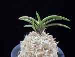 신라 新羅 Sinra (Shiragi)