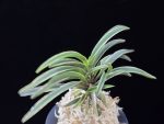 신라 新羅 Sinra (Shiragi)