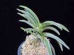 신라 新羅 Sinra (Shiragi)