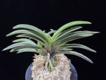신라 新羅 Sinra (Shiragi)