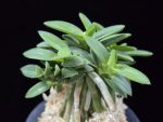 풍월산 豊月山 Pungwolsan