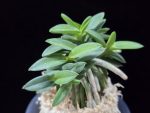 풍월산 豊月山 Pungwolsan