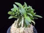 풍월산 豊月山 Pungwolsan