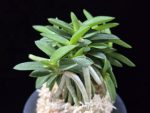 풍월산 豊月山 Pungwolsan