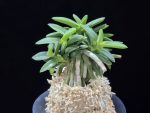 풍월산 豊月山 Pungwolsan