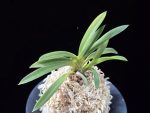 백천황 白天晃 Hakutenko ( White root)