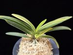 고수금 高穗錦 Gosugeum