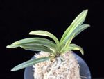 고수금 高穗錦 Gosugeum