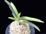 고수금 高穗錦 Gosugeum