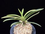 고수금 高穗錦 Gosugeum