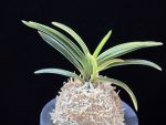 고수금 高穗錦 Gosugeum