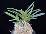 녹십자성 緑十字星 Midori Jujisei