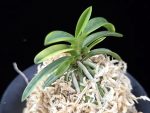 대호 大虎 Daeho (Onamisekai Tora)
