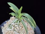 대호 大虎 Daeho (Onamisekai Tora)