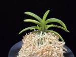 대호 大虎 Daeho (Onamisekai Tora)