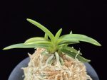 대호 大虎 Daeho (Onamisekai Tora)