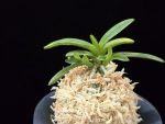 대호 大虎 Daeho (Onamisekai Tora)