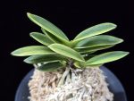 대장금 大壯錦 Daejanggeum(Daiso Nishiki)