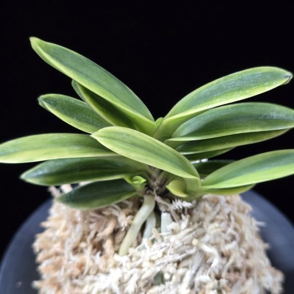 대장금 大壯錦 Daejanggeum(Daiso Nishiki)
