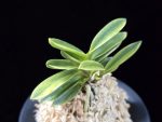 대장금 大壯錦 Daejanggeum(Daiso Nishiki)