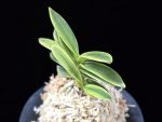대장금 大壯錦 Daejanggeum(Daiso Nishiki)
