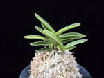 대장금 大壯錦 Daejanggeum(Daiso Nishiki)