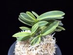 대장금 大壯錦 Daejanggeum(Daiso Nishiki)