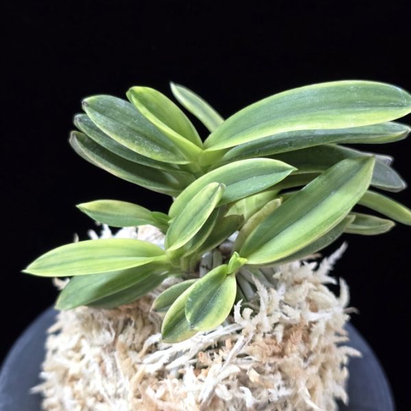 대장금 大壯錦 Daejanggeum(Daiso Nishiki)