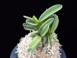 대장금 大壯錦 Daejanggeum(Daiso Nishiki)