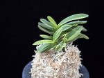 대장금 大壯錦 Daejanggeum(Daiso Nishiki)