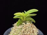 각왕산 覚王山 Kakuozan