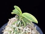 각왕산 覚王山 Kakuozan