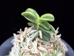 각왕산 覚王山 Kakuozan