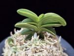 각왕산 覚王山 Kakuozan