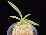 소월 素月 Sowol