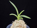 소월 素月 Sowol