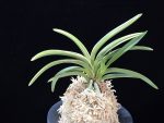 소월 素月 Sowol