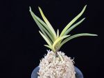 고궁 故宮 Gogung(Kokyu) (Ruby root)