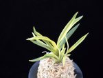 고궁 故宮 Gogung(Kokyu) (Ruby root)