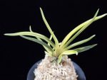 고궁 故宮 Gogung(Kokyu) (Ruby root)