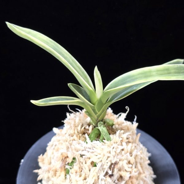 자미성 紫微星 Jamiseong (Sibisei)