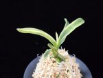 자미성 紫微星 Jamiseong (Sibisei)