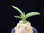 자미성 紫微星 Jamiseong (Sibisei)