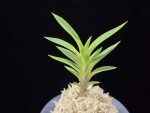 오공 蜈蚣 O-gong