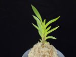 오공 蜈蚣 O-gong