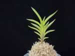 오공 蜈蚣 O-gong
