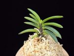 금모단 金牡丹 Kinbotan (Ruby root)