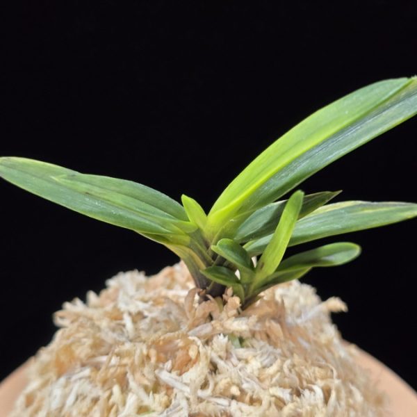 금모단 金牡丹 Kinbotan (Ruby root)