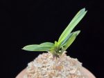 금모단 金牡丹 Kinbotan (Ruby root)