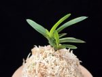 금모단 金牡丹 Kinbotan (Ruby root)